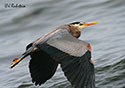 Ardea herodias